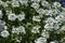 White Arabis alpina Caucasica flower at garden