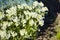 White arabis caucasica flowers in the garden