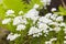 White arabis caucasica flowers in the garden