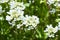 White arabis caucasica flowers growing in the garden