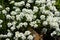 White arabis caucasica flowers growing in the garden