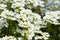 White arabis caucasica flowers growing in the garden