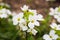 White arabis flowers, background white flowers