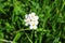 White arabis flowers growing in the garden. Green grass