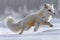A white arctic fox is energetically running through a snowy landscape