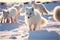 White Arctic fox foxes in snow