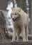 White arctic wolf