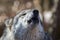 White Arctic Wolf closeup howling in woods early spring