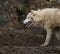 White arctic wolf covered in mud in a zoo