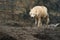 White arctic wolf covered in mud in a zoo