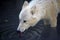 White Arctic Wolf Drinking from Lake Portrait