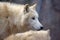 White Arctic Wolf Focus Head Close Up Side View