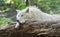 White arctic wolf lying