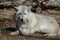 White Arctic Wolf relaxed pose in early spring