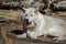 White Arctic Wolf relaxed pose in early spring