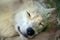 White Arctic Wolf Sleeping Head Close Up