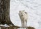 White Arctic Wolf in Winter