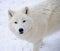 White arctic wolf in a winter forest