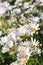 White Argyranthemum flower