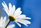 White Argyranthemum flower on blue sky