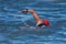 A white arm of a caucasian swimmer athlete swimming