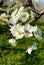 White aromatic pear flowers in springtime in the garden