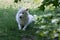 White Artic Wolf Lying in Grass