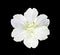 White artifical flower isolated