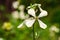 White arugula flower in the garden, close up.