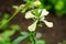 White arugula flower in the garden in summer