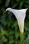 White Arum Calla Lily