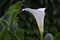 White Arum Calla Lily with Leaves