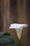 White arum flower
