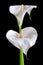 White arum flowers