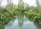 White arum flowers blooming along the quiet river