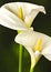 White Arum Lily close up