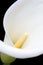 White arum lily close-up with blurred petal