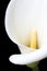 White arum lily close-up from in front