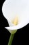 White arum lily close-up from the front