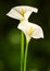 White Arum Lily on green background
