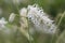 White Asian burnet Sanguisorba tenuifolia, flowerstalk in close-up