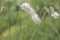 White Asian burnet Sanguisorba tenuifolia, flowerstalks