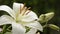 White asian lily