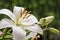 White asian lily