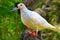 White asian pigeon
