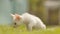 The white asian and thin kitten runs on a grass.