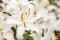 White Asiatic lily flower