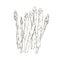 White asparagus sprouts, outlined vintage drawing. Food plant stalks sketch. Sparrow grass engraving in retro style