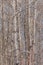 White Aspen Stems & Blue Sky - Canadian Landscapes