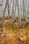 White Aspen Tree Trunks In Fall